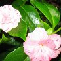 Courtesy: Anjana Makwana ( Queens, New York)<br />San Francisco Tea Garden in May 2010